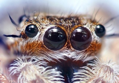 Jumping_Spider_Eyes.jpg